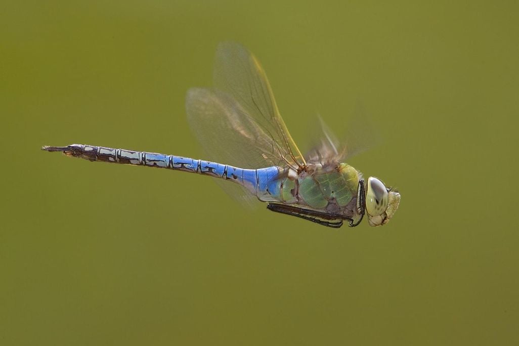 Green Darner