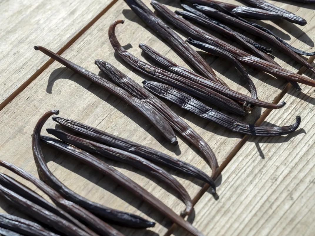 Later, the vanilla beans dry in the sun for two weeks, followed by months of dehydrating the pods in the shade. Then the dried beans are enclosed in a teak maturation trunk for at least a year.