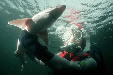 There are 50 to 70 reported shark attacks on humans each year, according to the Florida Museum of Natural History.