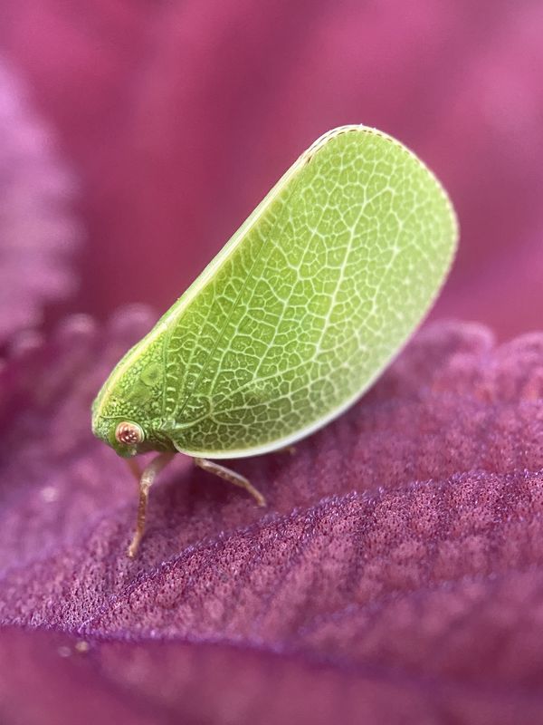 Planthopper and Red Coleus thumbnail