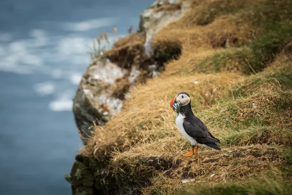 Guardian of the Cliffs thumbnail