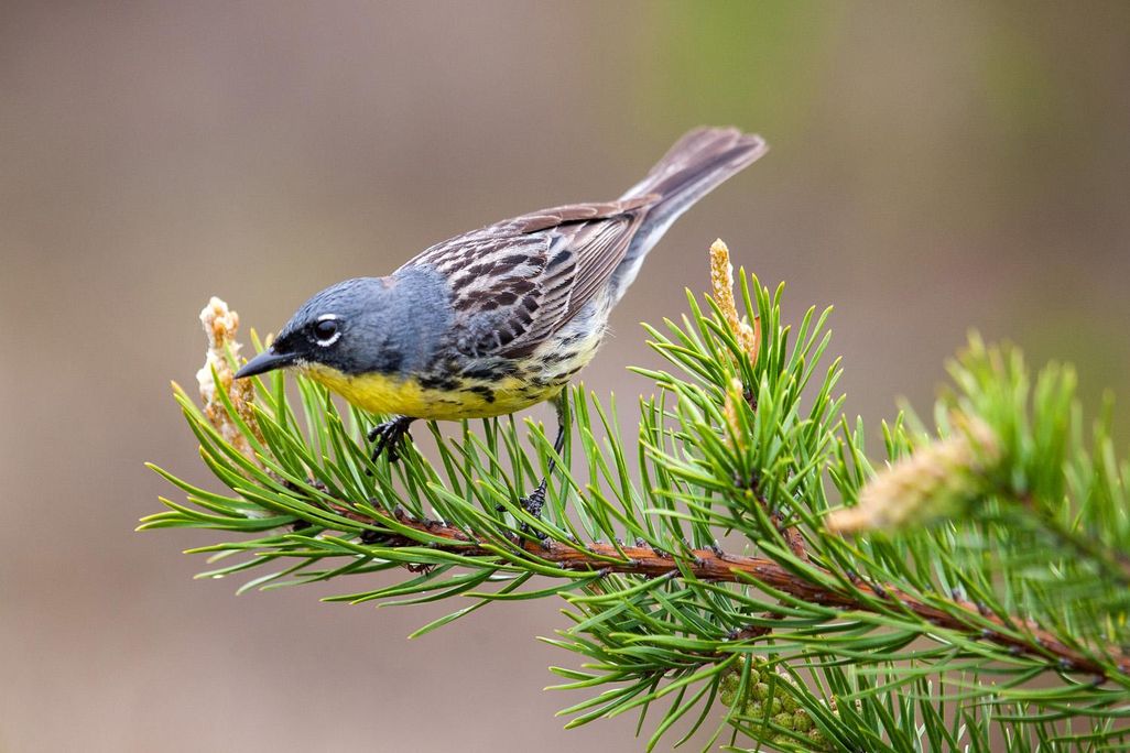 Kirtland's Warbler