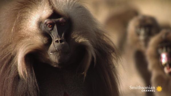 Preview thumbnail for Gelada Baboon Reacts to Being Cheated on With Fury