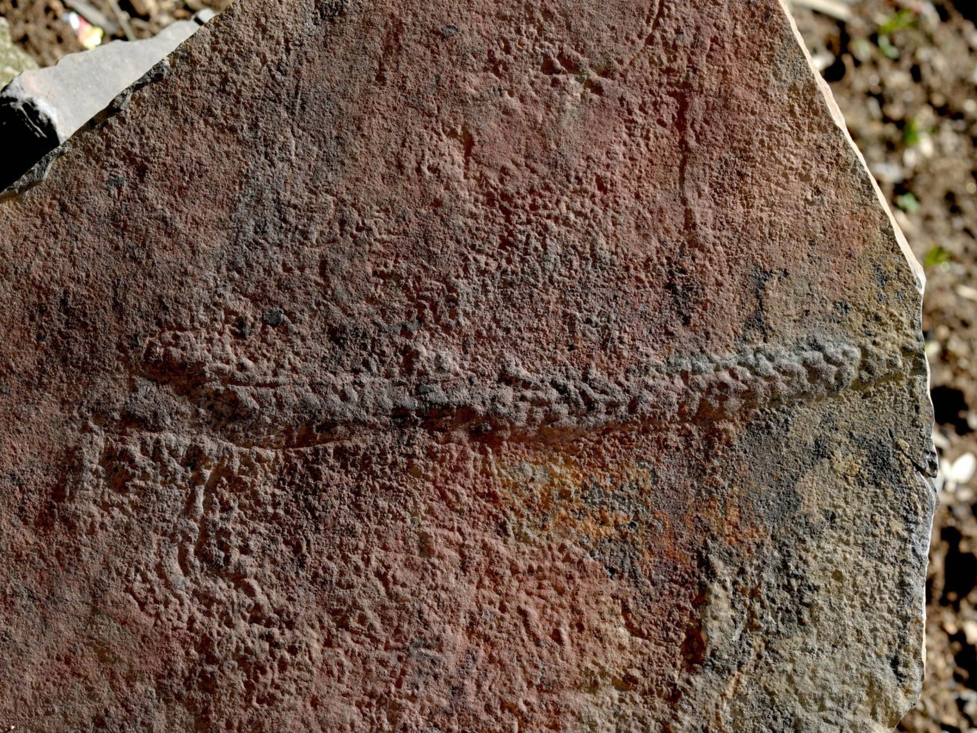 Ancient Worm Died in Its Tracks, Shedding Light on Animal Movement