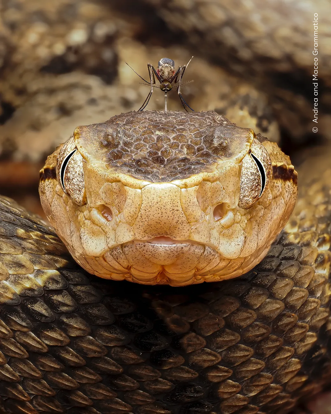 close-up of a brown snake's face, with a mosquito on top