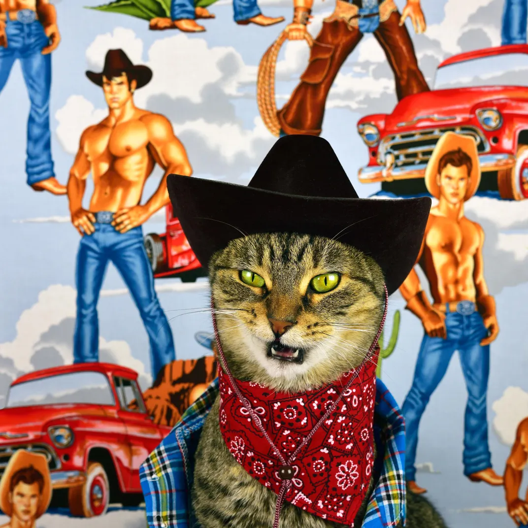 Cowboy cat