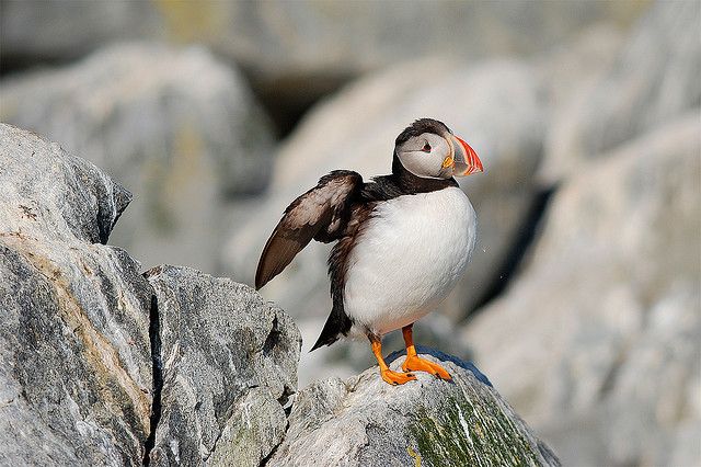 Machias Seal Island is home to a population of Atlantic Puffins.
