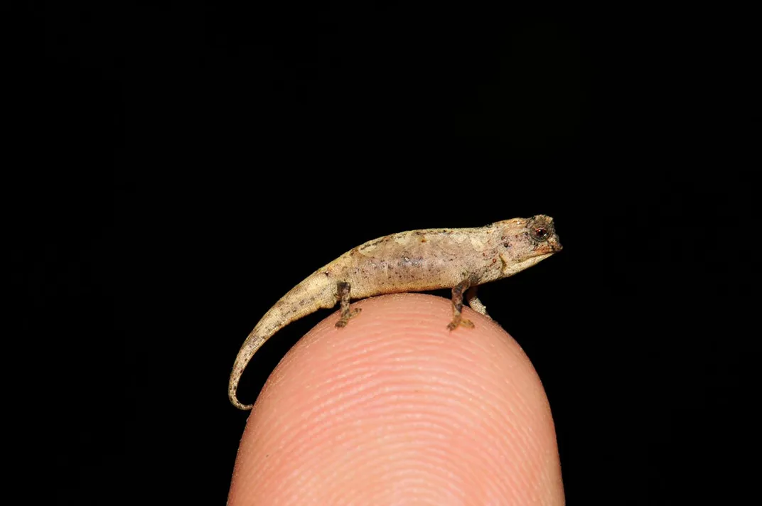 Brookesia nana