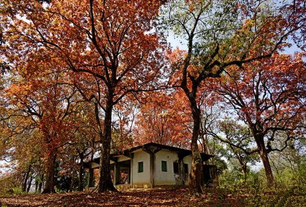 HAUNTED HOUSE IN THE RED TREES thumbnail