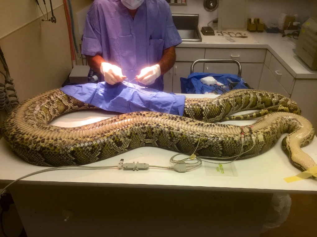 Florida Biologists Capture Record-Breaking 215-Pound Python