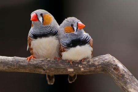 Zebra finches fire up brain regions and vibrate their vocal cords in ways that mimic singing, even while asleep.