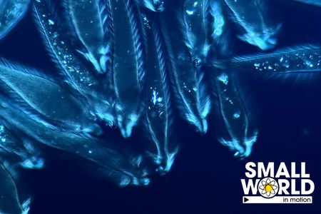To get the award-winning shot, Fabian J. Weston, used a microscope from the 1970s and went as far as creating a saline solution that would keep the micro-fauna alive while imaged.

