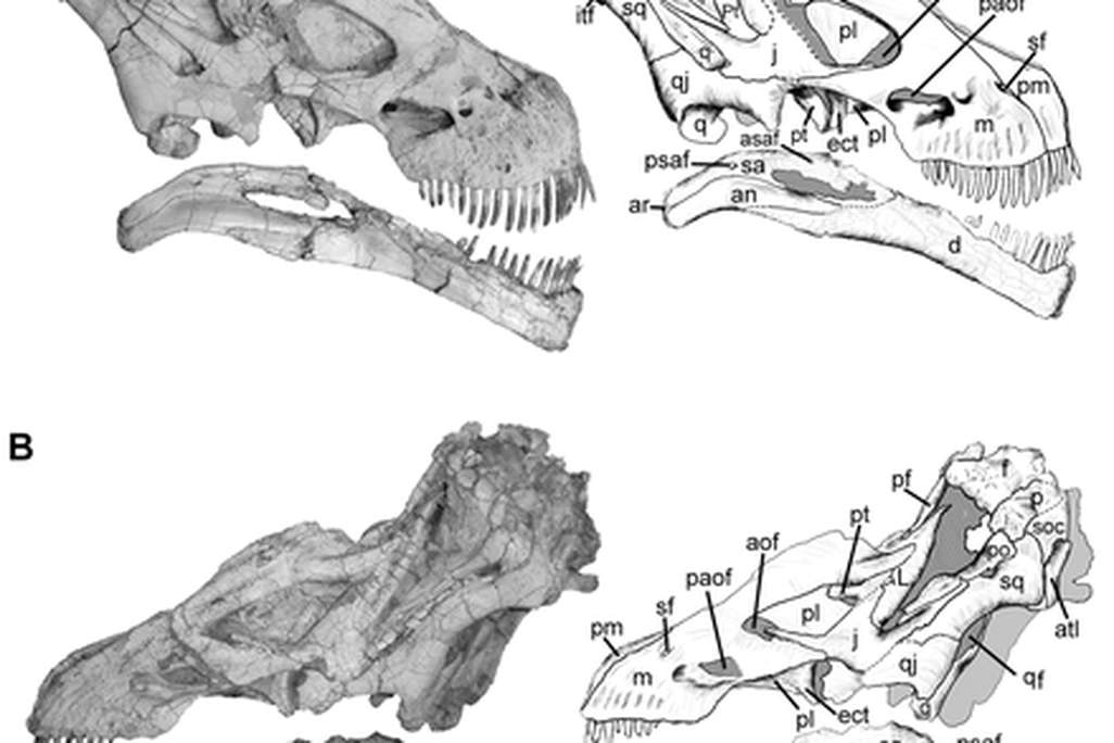 20110520083304titanosaur-skull-plos.png