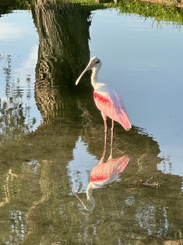 A Reflection of Nature thumbnail