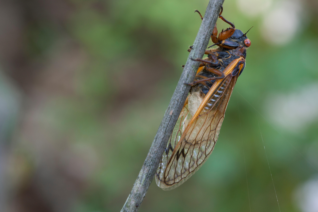 A cicada with white fungus growing out of its butt sits on a thin tree branch