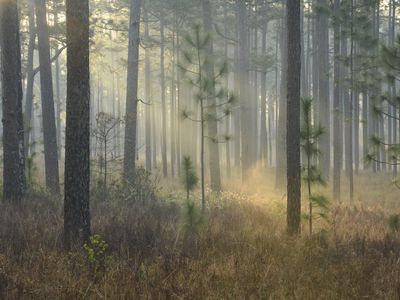 A bold conservation vision calls for a return to the South’s once-vast longleaf pine forests.