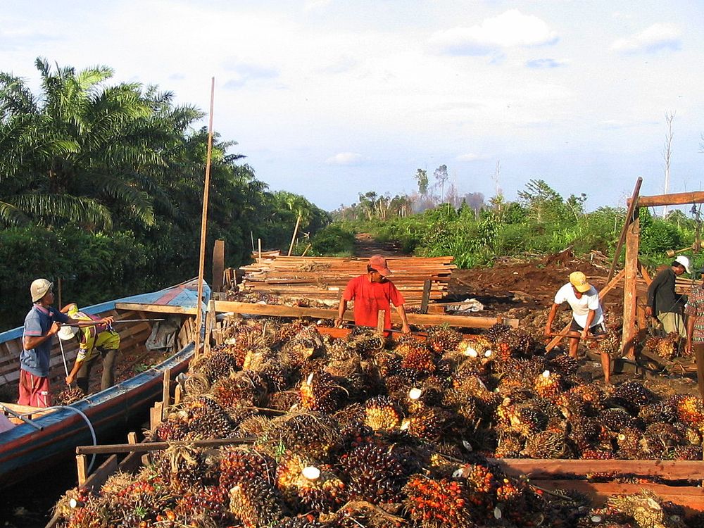 oil palm harvest