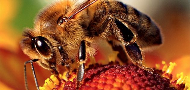 Video: A Drone Mates With a Queen Bee in Glorious Slow-Motion, Science