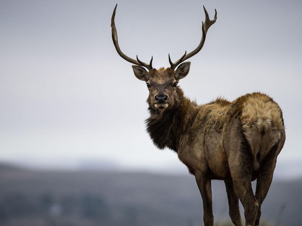 Tule_Elk_at_Point_Reyes.jpg