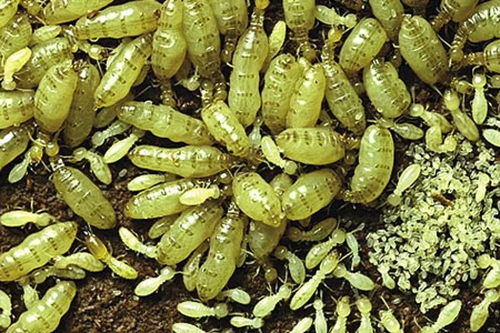 Termite queens
