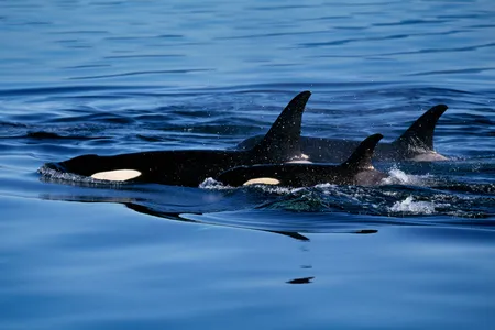 Outside of the U.S., international whale capture is alive and well.