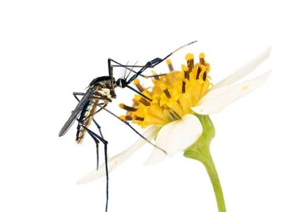Mosquitoes are more than blood-sucking menaces. They also pollinate flowers, have intricate sex lives and eat other disease-carrying mosquitoes.