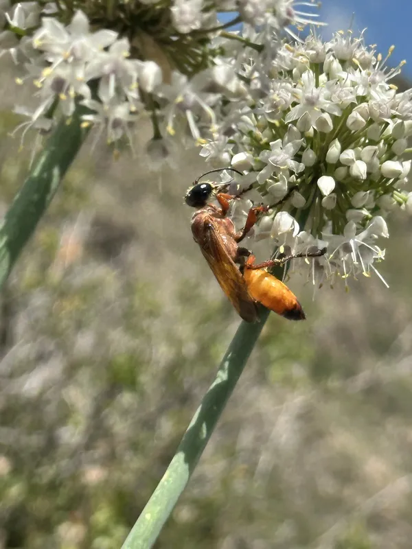 “Sphex ichneumoneus” sitting on a flower thumbnail