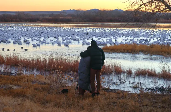 young couple watching sunrise with Snow Geese thumbnail