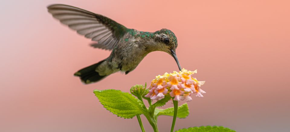  A hummingbird on the grounds of Panama City's Biomuseo Credit: Steve Paton 