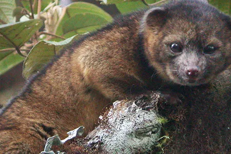 The olinguito, a small mammal native to South America, was announced as the first new carnivorous mammal species discovered in the Western Hemisphere in 35 years today.