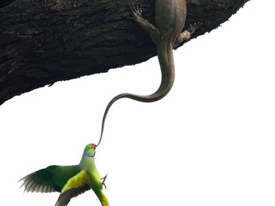 Eviction attempt. Winner, birds. Ganesh H. Shankar, India. Indian rose parakeets try to remove a monitor lizard from their nesting hole in India’s Keoladeo National Park 
