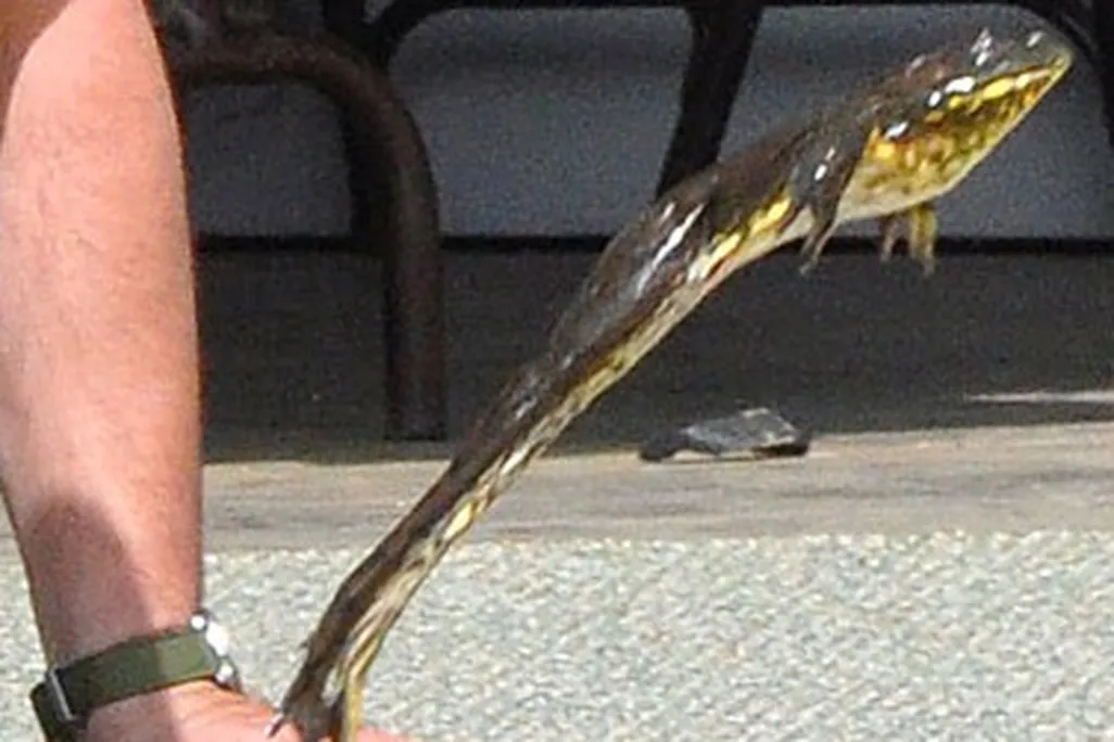 20131016053201frog-jumping.jpg