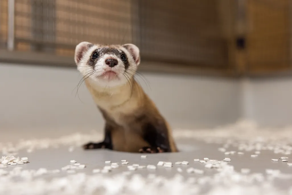 A baby ferret