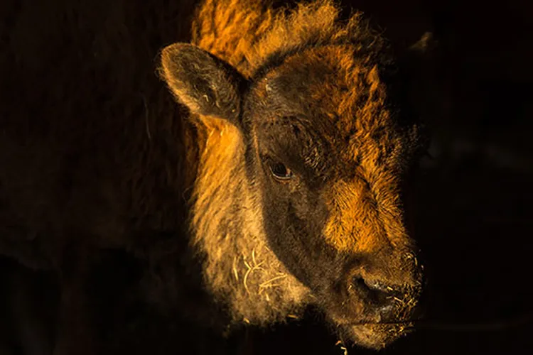 Bison Close-Up Mobile
