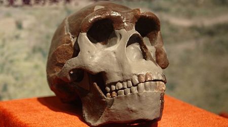 A replica of a Peking Man, or Homo erectus, skull on display in China.