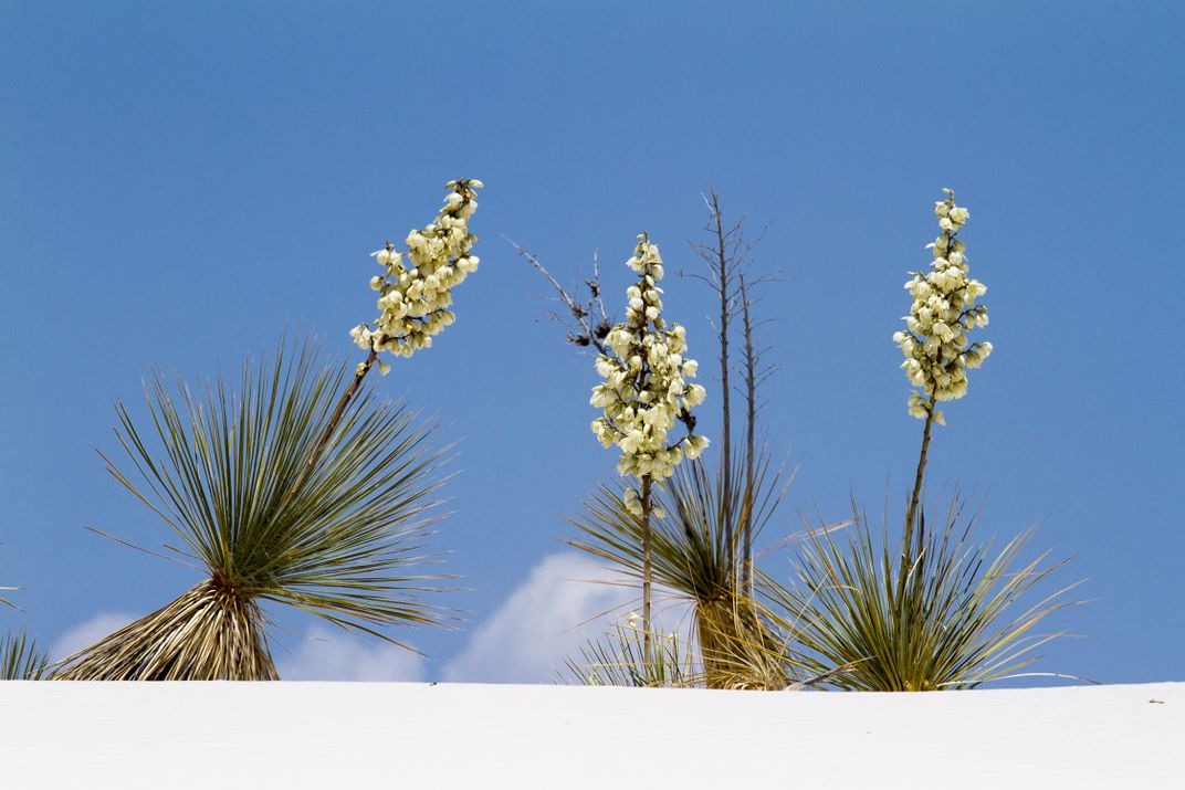 Yucca plants grow in white sands Smithsonian Photo Contest