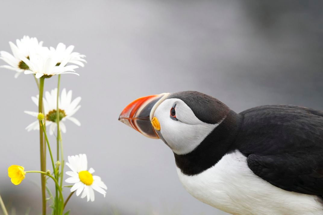 14 - A wild Atlantic puffin seemingly stops to smell the wildflowers, before considering its petals for nesting material.