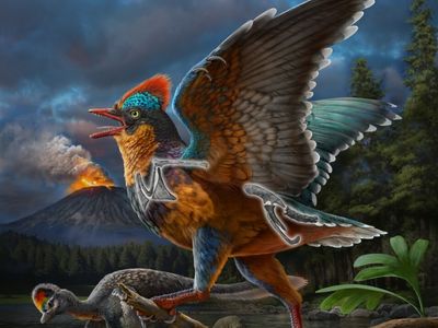 An artistic representation of the newly discovered species, Baminornis zhenghensis, with the preserved bones highlighted.