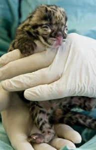 20110520104119cloudedleopard-193x300.jpg