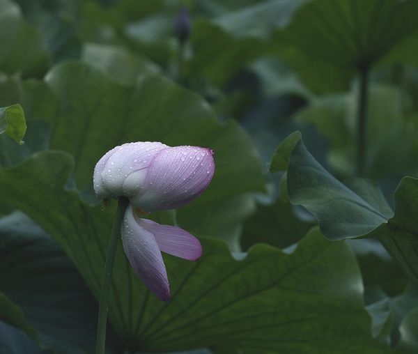 Pink lotus and gree leaves thumbnail