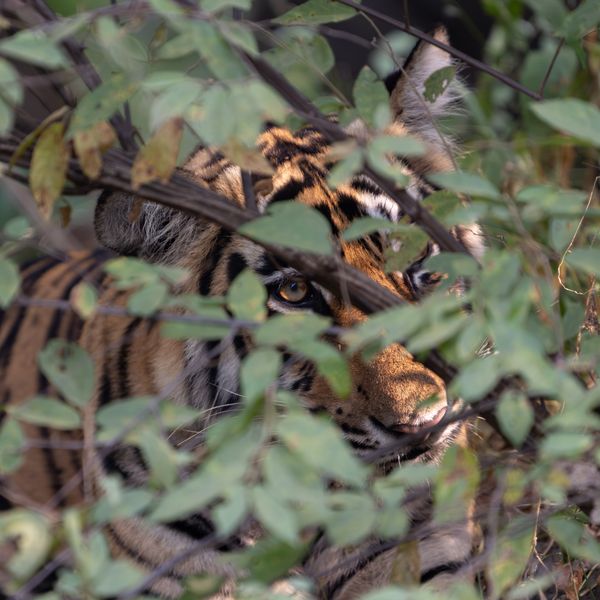 Tiger in hiding thumbnail