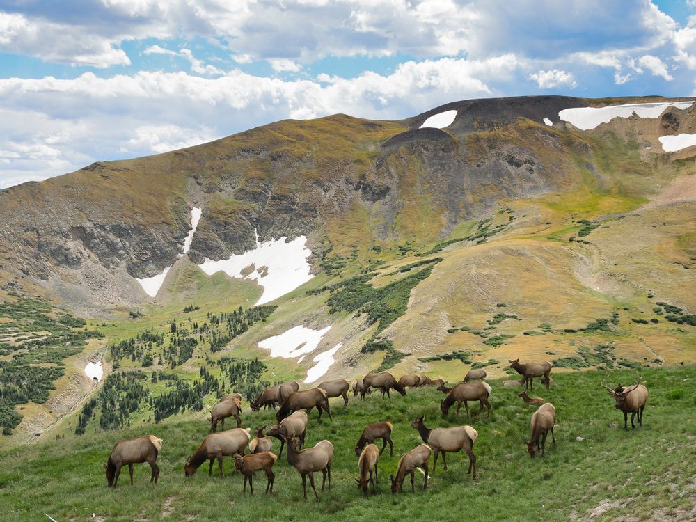 The Best National Parks for Wildlife Spotting | Travel| Smithsonian Magazine