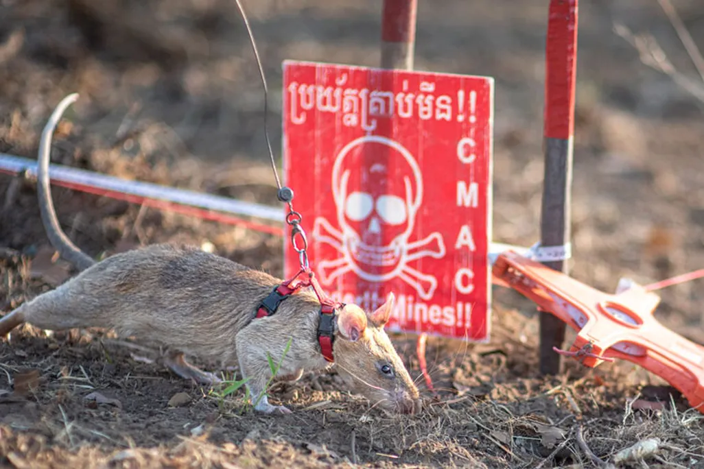 Rat next to bright red sign warning of mine danger