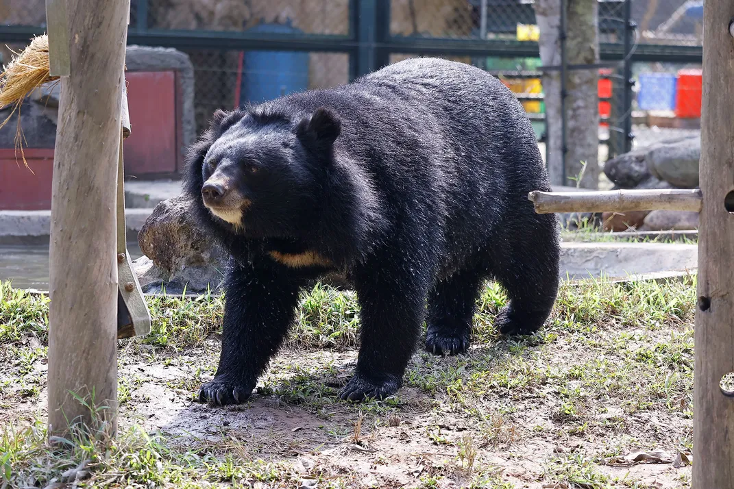 Bear Walking in Sanctuary