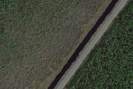 Google Earth image of a healthy forest on the lower right and a ghost forest full of dead trees on the left.