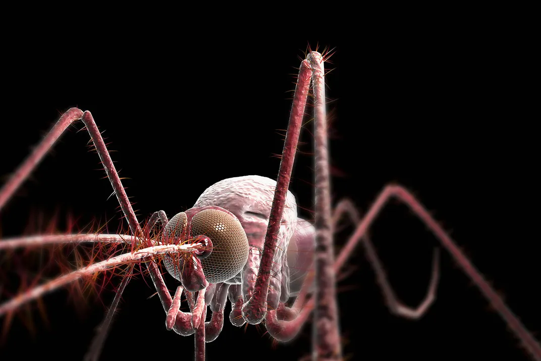 Mosquito