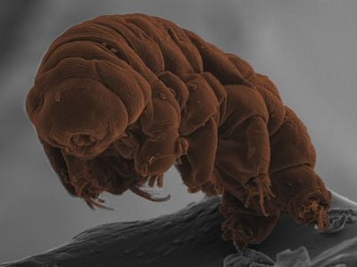 Ramazzottius varieornatus, a species of tardigrade, photographed with scanning electron microscope