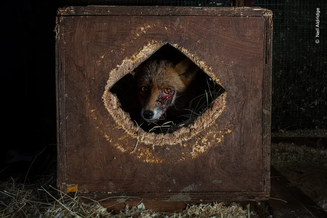 a fox with a wound beneath one eye peers out through a hole in a wooden crate