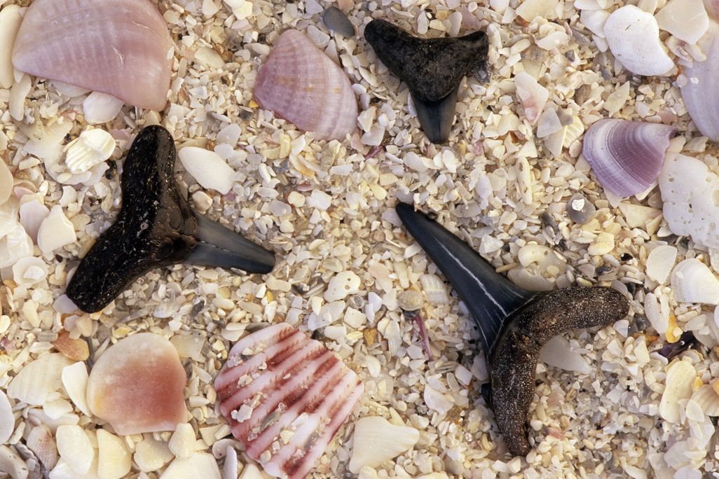 fossil shark teeth