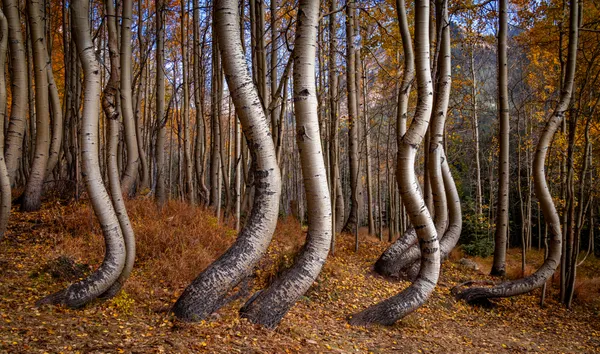 Twisted Tress thumbnail